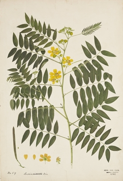 Coffee senna