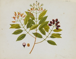 Cloves