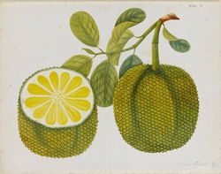 Jackfruit