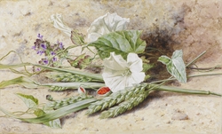 Study of Convolvulus and Green Wheat