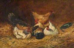 Barn Door Fowls