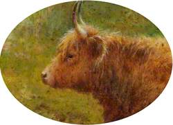 Study of a Highland Cow