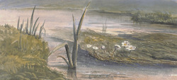 A study of Water Crowfoot in an unknown stream