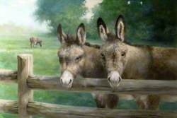 Donkeys