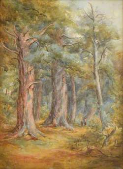 Woodland Scene