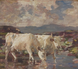Cows