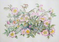 Wild Roses