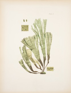 Green Seaweed
