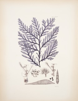 Purple Seaweed