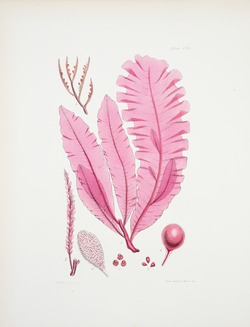 Pink Seaweed