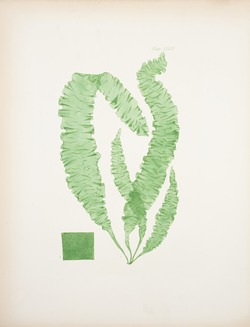 Green Seaweed
