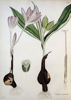 Autumn Crocus, Colchium Autumnale (2)