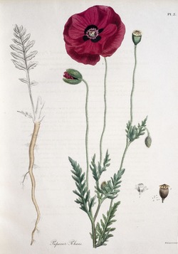 Common Poppy, Papaver Rhoeas