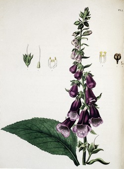 Purple Foxglove, Digitalis Purpurea (2)