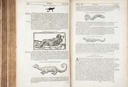 Worm Monsters