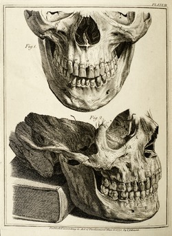 Skull with Teeth