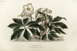 Christmas Rose, Black Hellebore