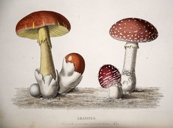 Fly Agaric Mushroom and Imperial Mushroom