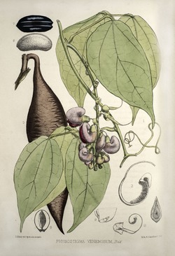 Calabar Bean or Ordeal Bean, Physostigma Venenosum