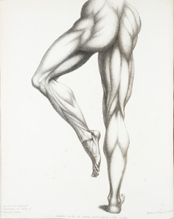 Leg Muscles