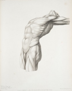 Torso Muscles