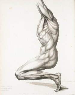 Leg and Torso Muscles