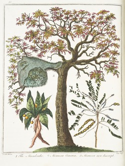 Mandrake