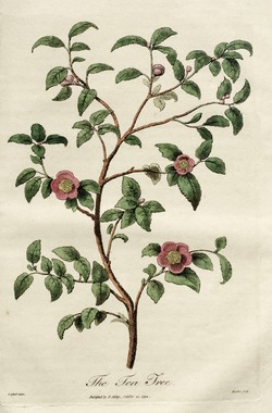 Tea Tree, Leptospermum Scoparium