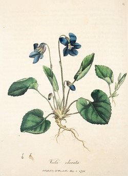 Violet