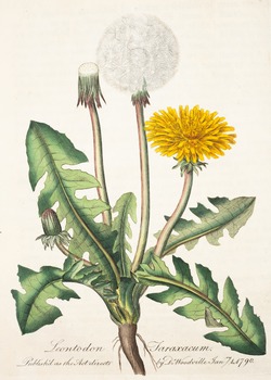 Dandelion