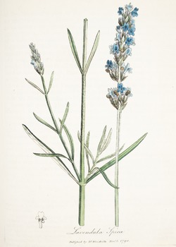 Lavender