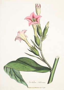 Tobacco