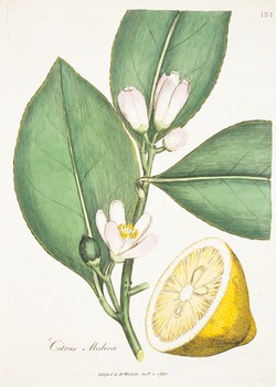 Lemon