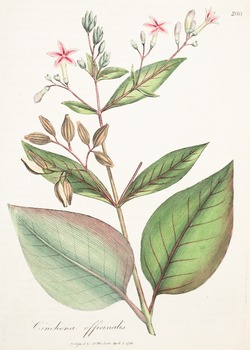 Cinchona