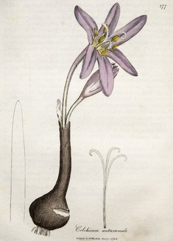 Autumn Crocus, Colchium Autumnale