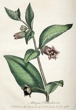Deadly Nightshade, Atropa Belladonna
