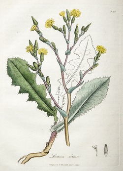Lettuce, Lactuca Virosa