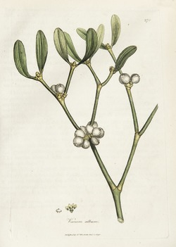 Mistletoe, Viscum Album