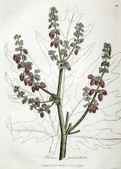 Rhubarb, Rheum Palmatum