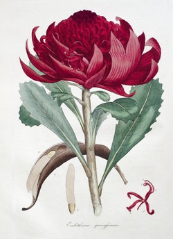 Waratah, Telopea Speciosissima