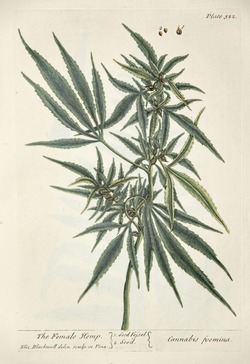 Hemp