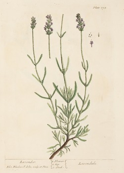 Lavender