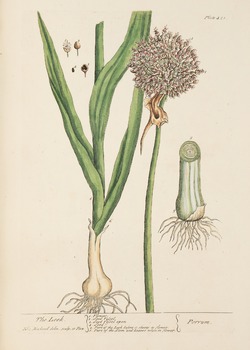 Leek