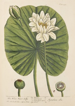 Lily