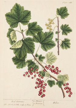 Redcurrants