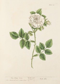 White Rose