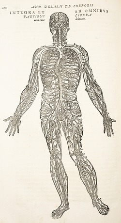Anatomical Veins, Andreas Vesalius