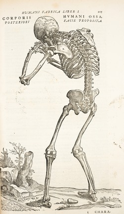 Anatomical Dissection – Crying Skeleton, Andreas Vesalius