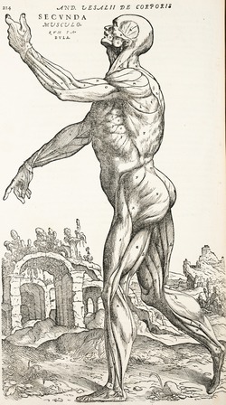 Anatomical Dissection – Muscles, Andreas Vesalius