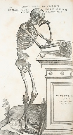 Anatomical Dissection – Thinking Skeleton, Andreas Vesalius
